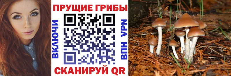 Псилоцибиновые грибы Psilocybe  Купить где  Волжск 
